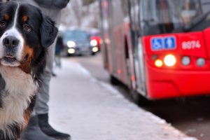 Hund an Bushaltestelle