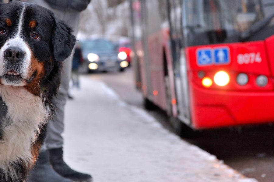 Hund an Bushaltestelle