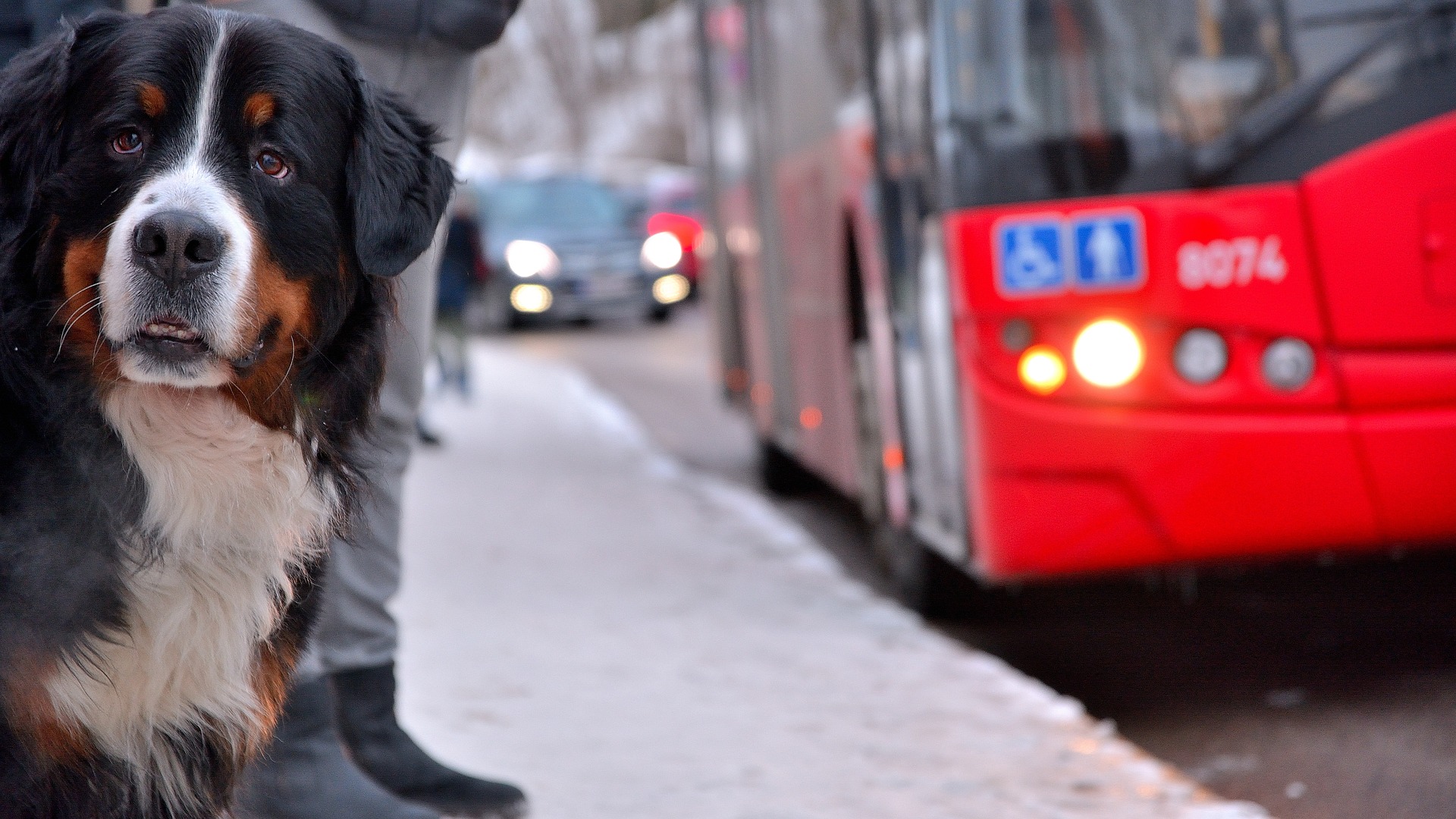 Hund an Bushaltestelle