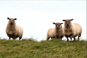 Drei Schafe auf dem Deich